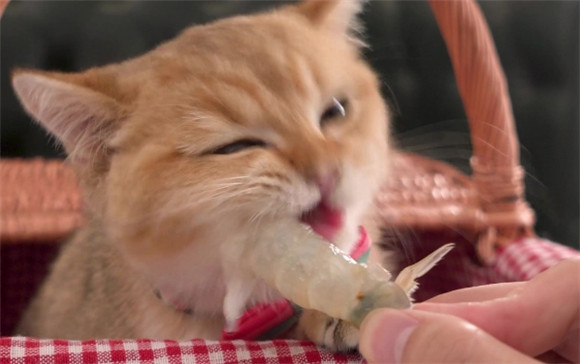 猫咪可以吃虾仁吗