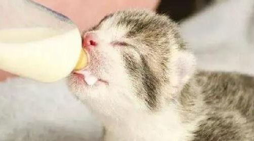 不分开母猫怎么断奶 不分开母猫怎么断奶