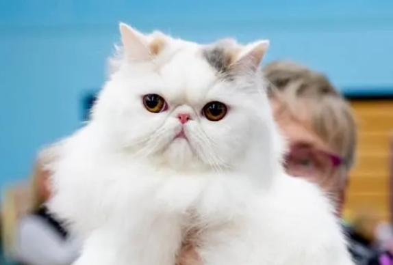 宠物猫十大品种