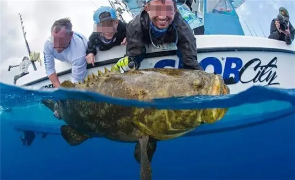 几百斤的石斑鱼 几百斤的石斑鱼