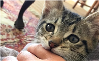 被猫咬伤十日观察法