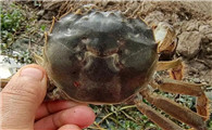 大闸蟹能活多少天