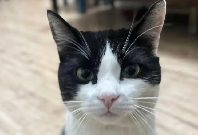 空巢老人养猫会怎么样