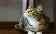 猫脸掉毛秃了一块