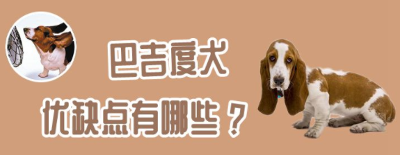 巴吉度犬优缺点有哪些
