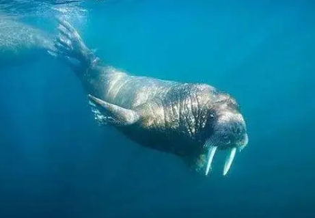 海象怎么睡觉