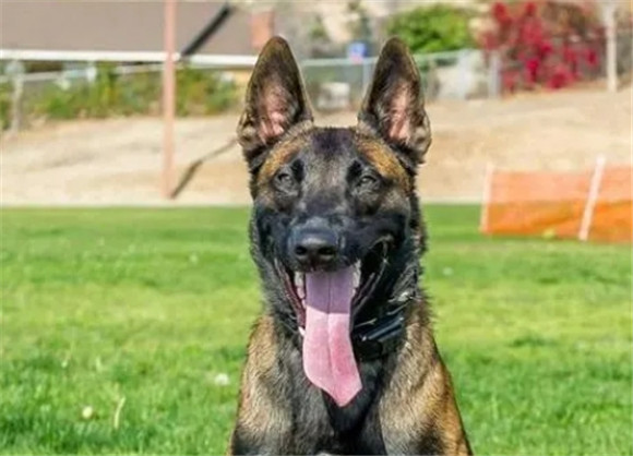 为什么马犬要比德牧要好?6个原因告诉你! 为什么马犬要比德牧要好?6个原因告诉你!