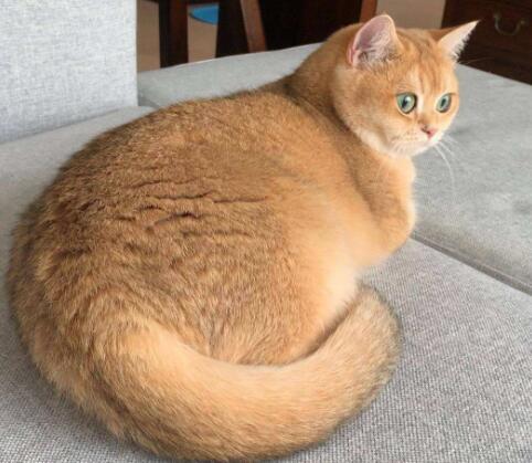 宠物猫尾巴粗大好不好