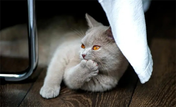 测自己是否有猫型人格