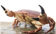海蟹最爱吃什么