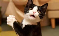 宠物猫的叫声都很小声吗