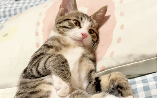 不小心给猫滴了两只体外驱虫药