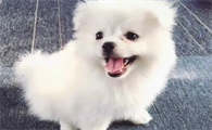 狗狗呕吐拉稀没精神不吃东西