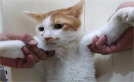不出门的猫容易得传腹吗