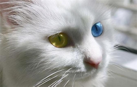中国“五大猫中豪杰”,实力不逊国际名猫,你了解几位? 中国“五大猫中豪杰”,实力不逊国际名猫,你了解几位?