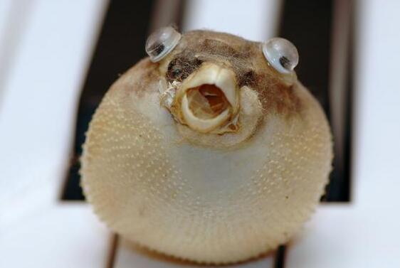 河豚逆流而上为什么