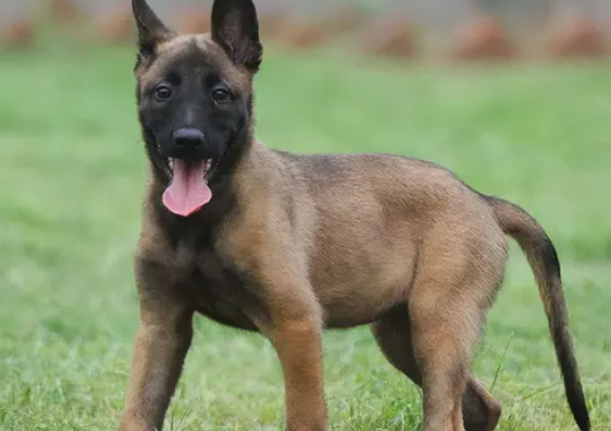 养马犬的几个“好处”，养了就知道了