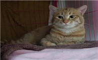 猫会来大姨妈吗地上有一滴血