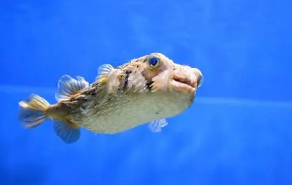河豚毒素多少钱一克