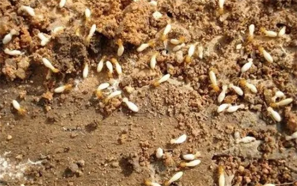 永满白蚁防治费取消了吗 永满白蚁防治费取消了吗