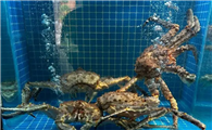 海螃蟹喜欢吃什么