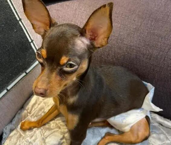 狗大姨妈黑褐色血咋办