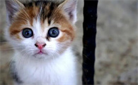 宠物猫掉毛是什么原因怎么处理