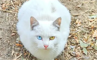 两只眼睛不一样的猫异瞳猫的奥秘