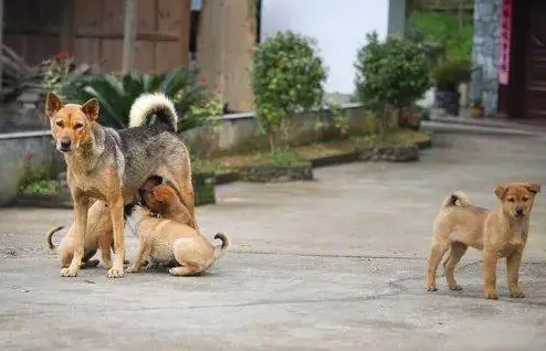 “小区内深夜斗狗”犬主人之一被处罚