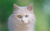 白色的猫有哪些品种