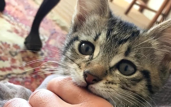 被猫咬伤十日观察法 被猫咬伤十日观察法