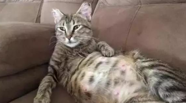 母猫怀孕什么时候有乳汁 母猫怀孕什么时候有乳汁
