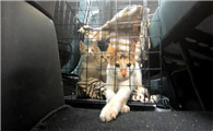 捕猫笼能抓到猫吗