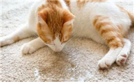 不让猫进卧室就在门口拉尿