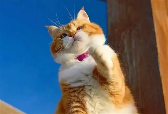 不小心害死了一只猫