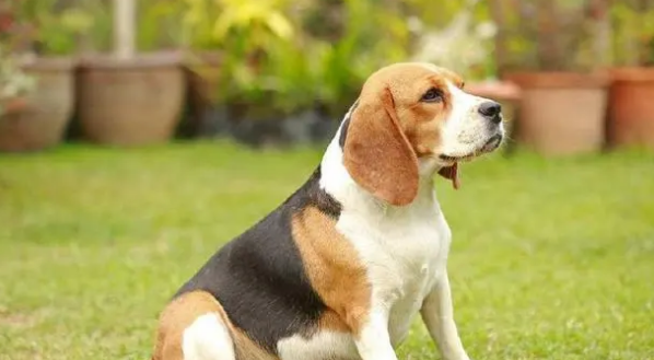 您知道巴吉度犬和比格犬有什么区别吗？
