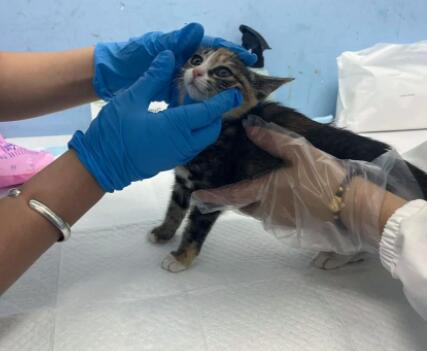 被猫挠了没出血有抓痕