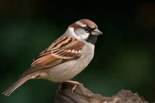 窗前叽喳声,解读梦见麻雀在窗内不停叫唤的寓意 窗前叽喳声,解读梦见麻雀在窗内不停叫唤的寓意