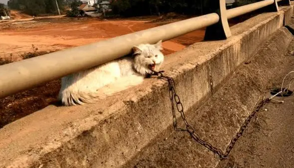 被打激素的小猫有什么明显的特征