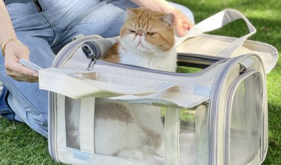 宠物猫怎样克服出门应激