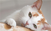 猫咪排毛球的最佳方法