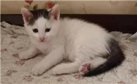 45天的小猫300g