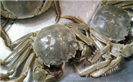 才死的螃蟹可以吃吗?