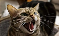 不让猫半夜嗷嗷叫的办法