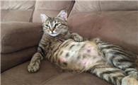 猫咪要生产前一天的状态