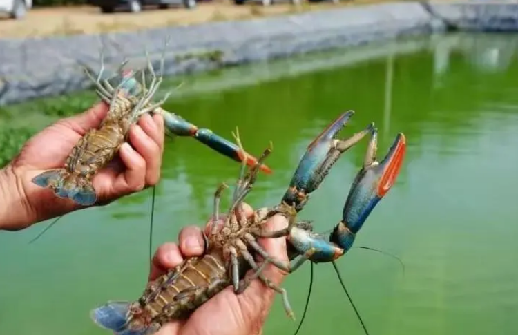 浙江澳洲龙虾养殖基地