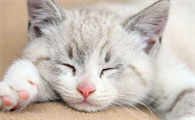猫咪吃些什么最健康