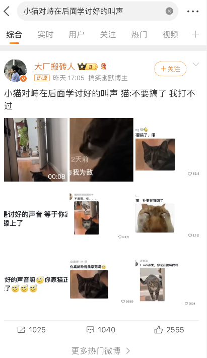 小猫对峙在后面学讨好的叫声，快来看看