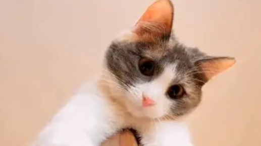 宠物猫可以吃米饭吗 宠物猫可以吃米饭吗