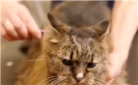 猫咪掉毛咋办